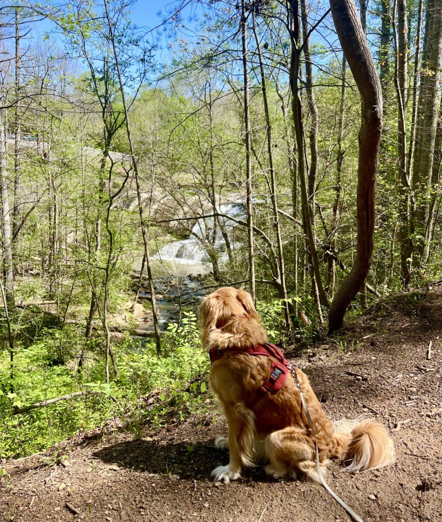 ranger storm sitting on the gateway to the bridge trail in valdese nc with mcgalliard falls visible in the background