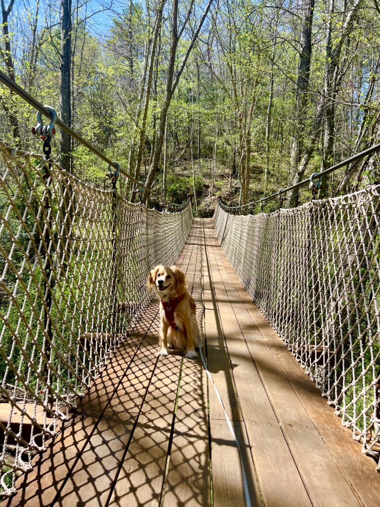 yellow dog ranger storm sitting on suspension bridge at mcgalliard falls park